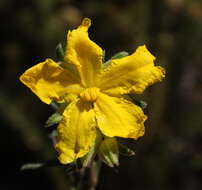 Image of Hibbertia asterella