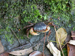 Image of Nanhaipotamon aculatum Dai 1997