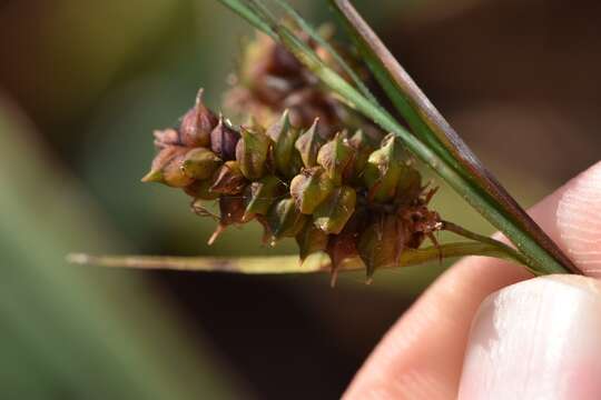 Image of cypress swamp sedge