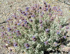 Imagem de Salvia dorrii var. pilosa (A. Gray) Strachan & Reveal