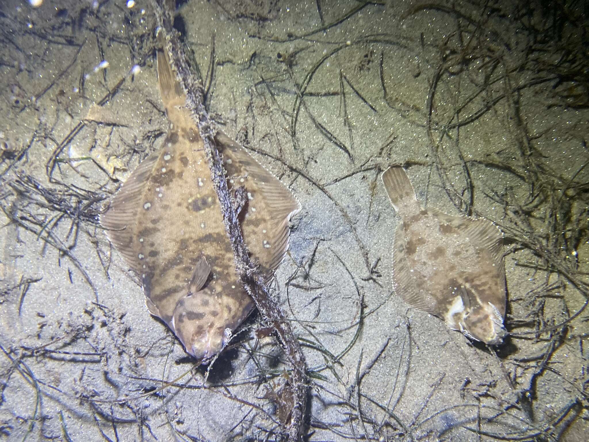 Image of Hornyhead turbot