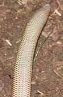 Image of Short-headed Legless Skink