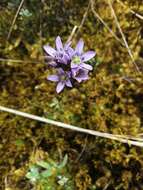 Image of Gentianella corymbosa (Kunth) Weaver & Rudenberg