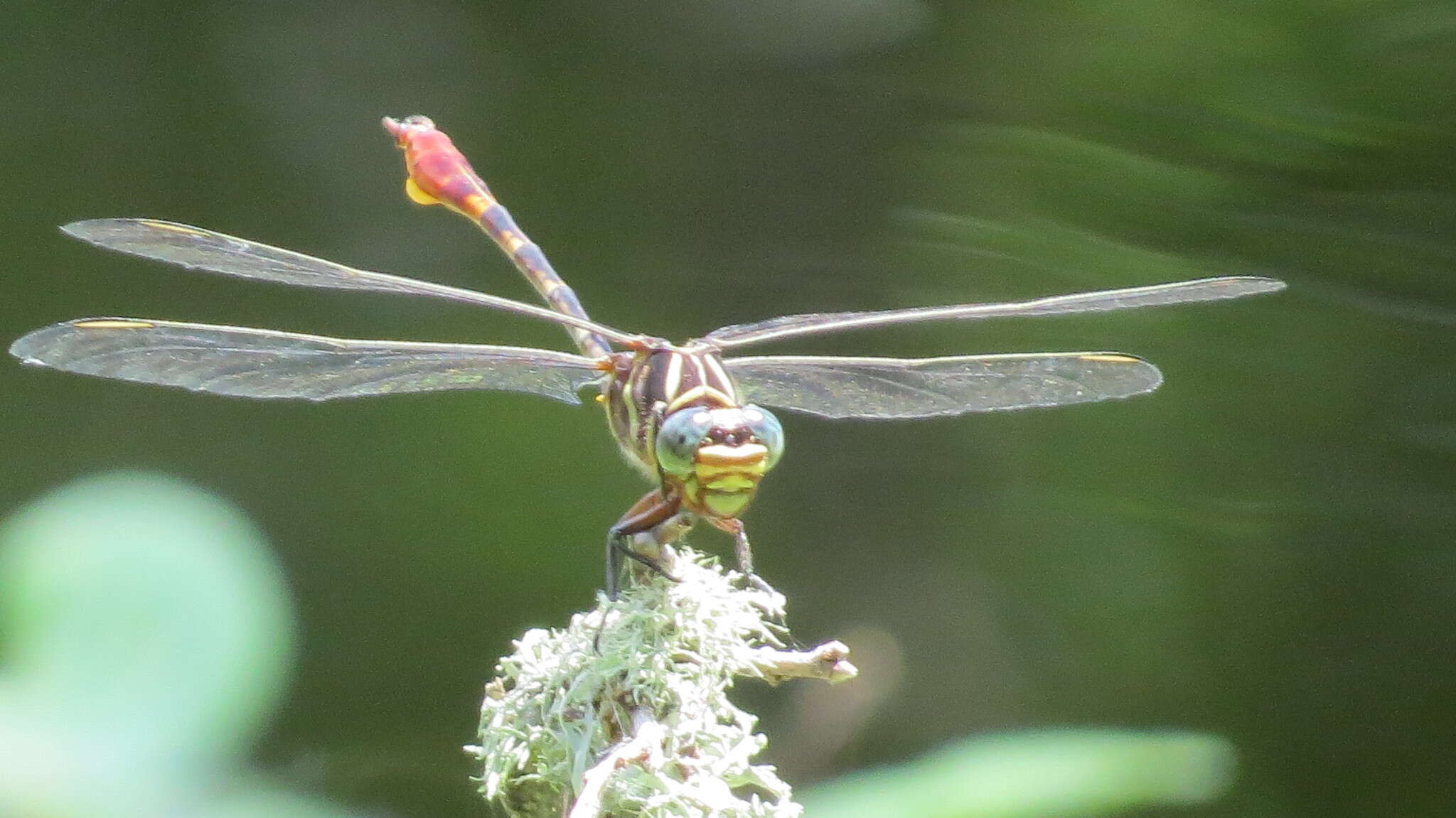 Image of Two-striped Forceptail