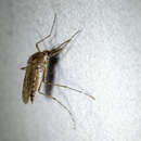 Sivun Aedes excrucians (Walker 1856) kuva
