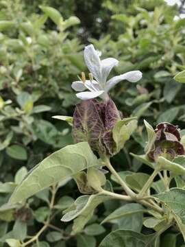 Image of Barleria albostellata C. B. Cl.