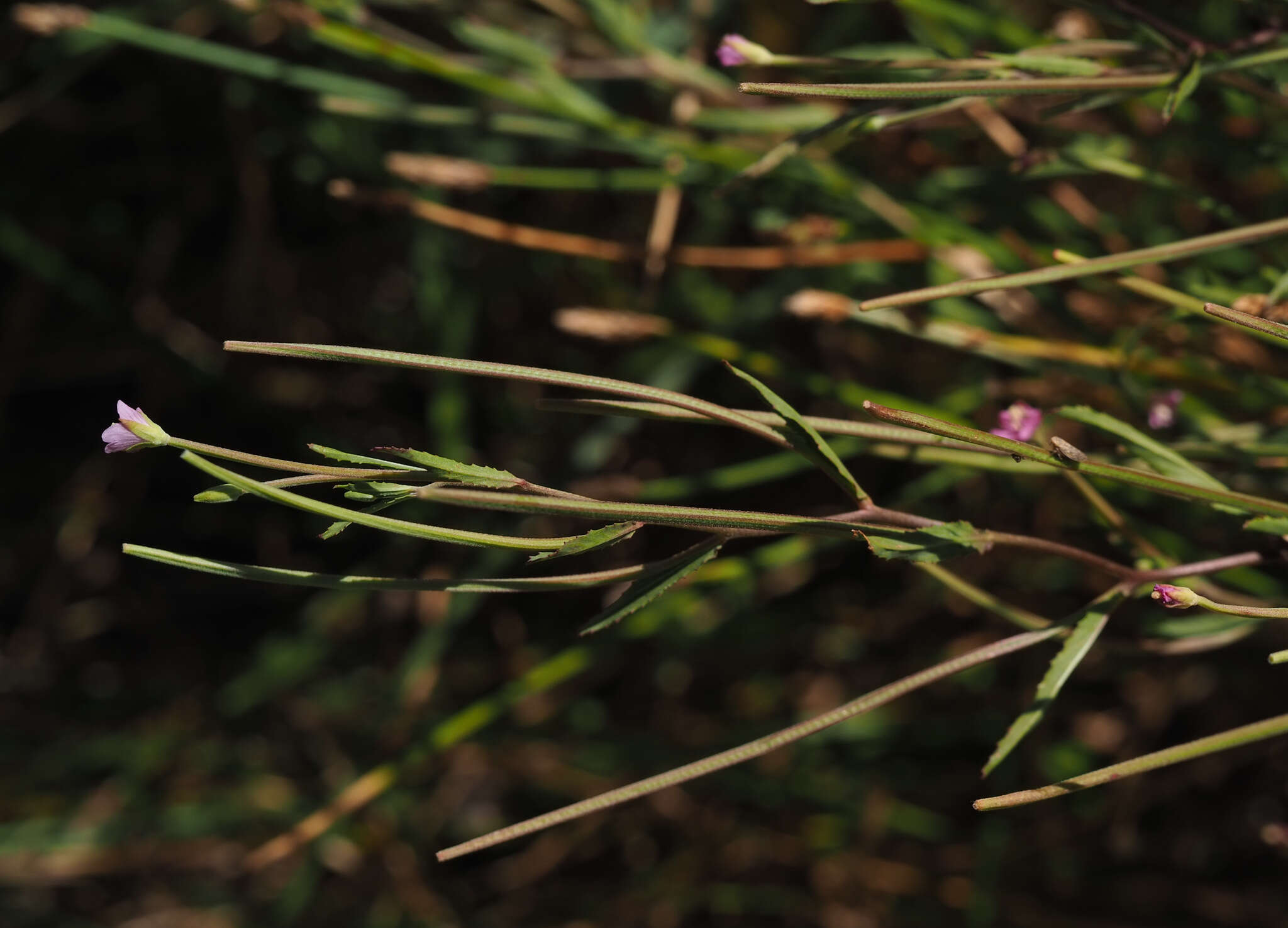 Слика од Epilobium tetragonum L.