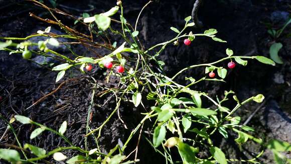 Image de Vaccinium scoparium Leiberg