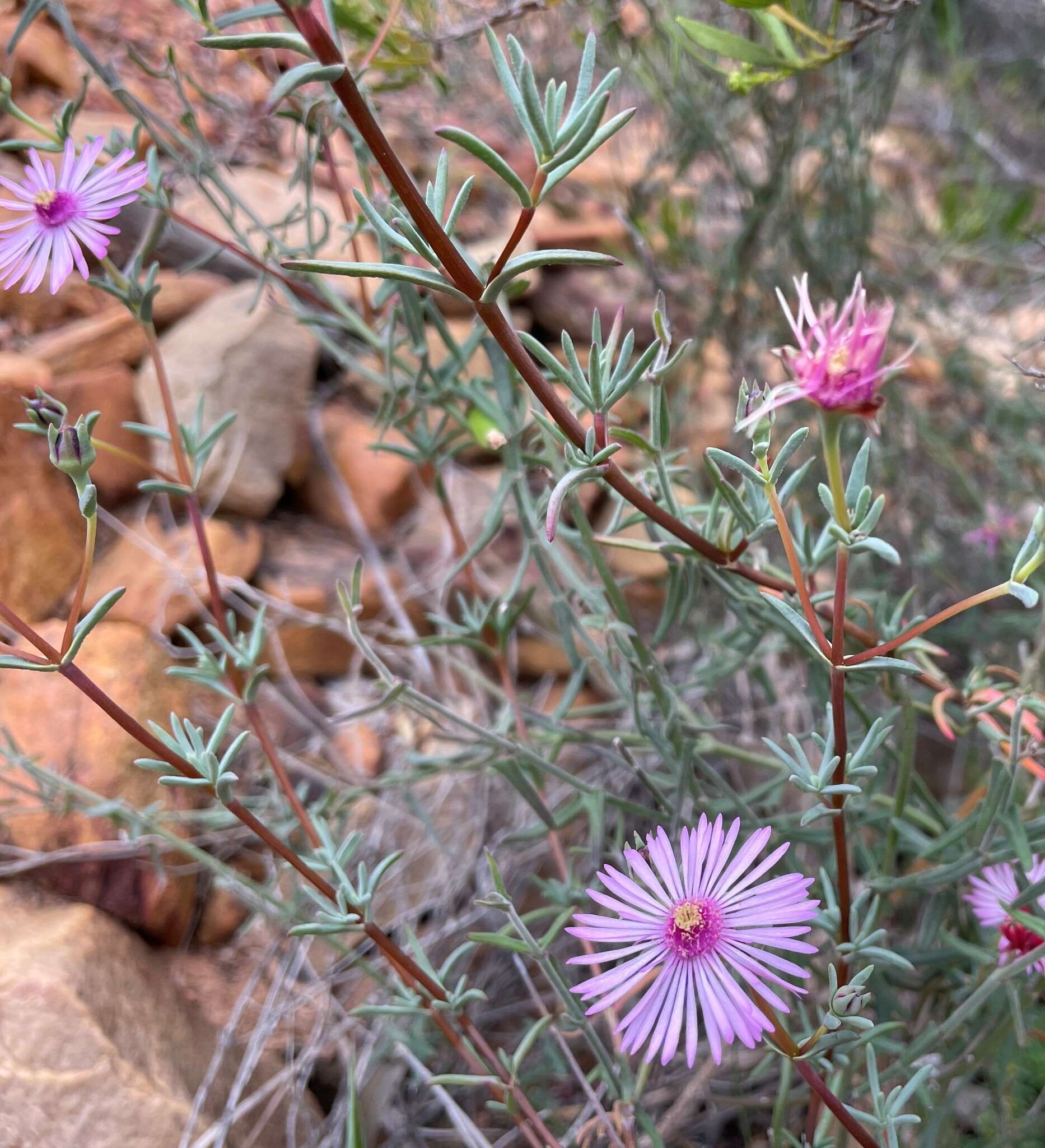 Image of Lampranthus leipoldtii (L. Bol.) L. Bol.