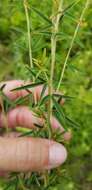 Image de Lespedeza angustifolia (Pursh) Elliott