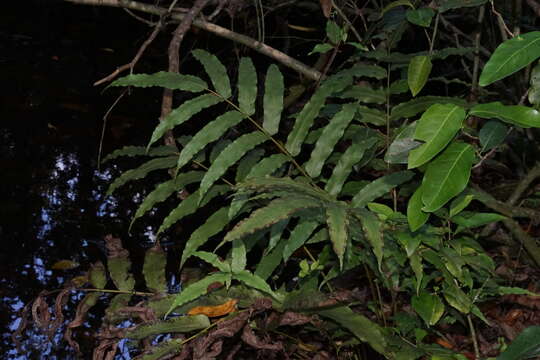 Image of Lattice-Vein Fern