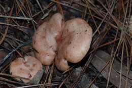 Image of Lactarius xanthogalactus Peck 1907