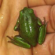 صورة Gastrotheca pseustes Duellman & Hillis 1987