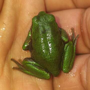 Imagem de Gastrotheca pseustes Duellman & Hillis 1987