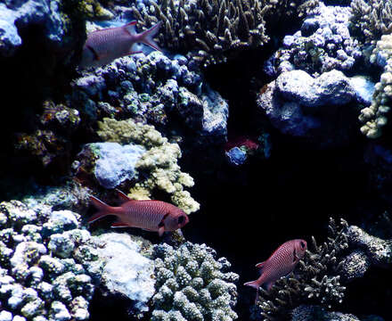 Image of Big-eye Soldierfish