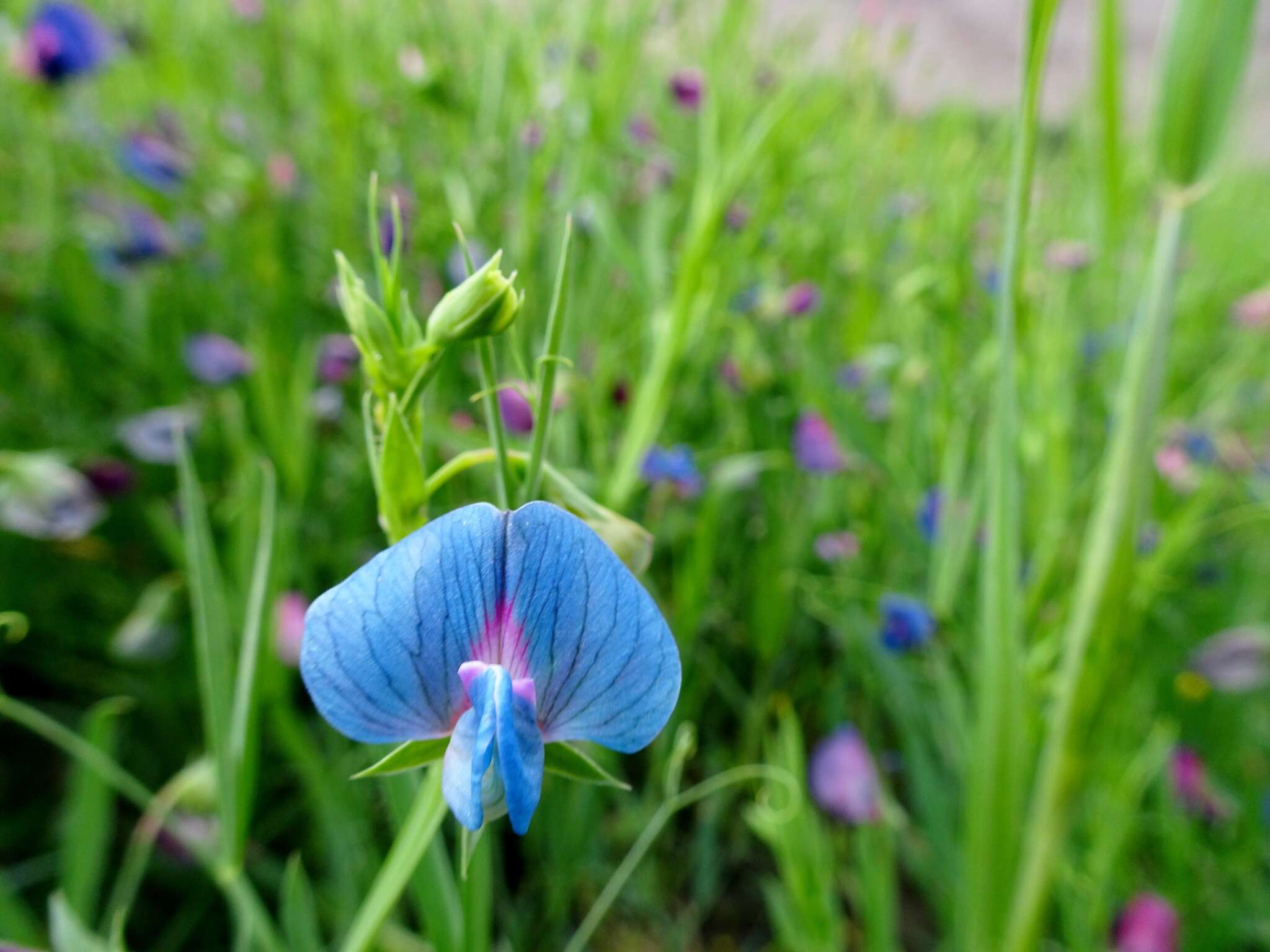 Image of white pea