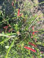 Image of Baja bush snapdragon