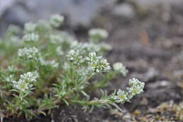 Image of Scleranthus perennis subsp. perennis