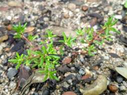 Image of silkcotton purslane