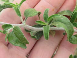 Sivun Encelia frutescens (A. Gray) A. Gray kuva