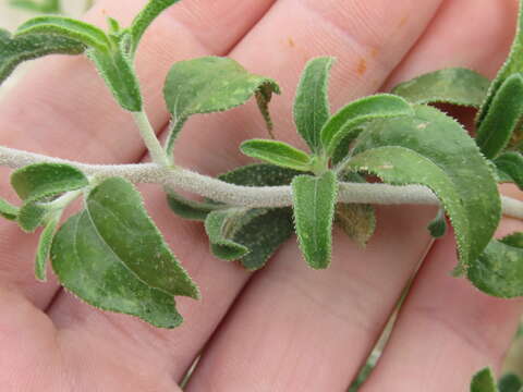 Image of button brittlebush