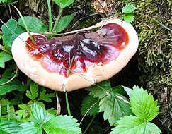 Image of Ganoderma carnosum Pat. 1889