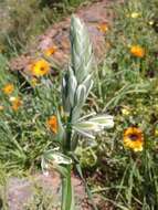 Image de Albuca canadensis (L.) F. M. Leight.