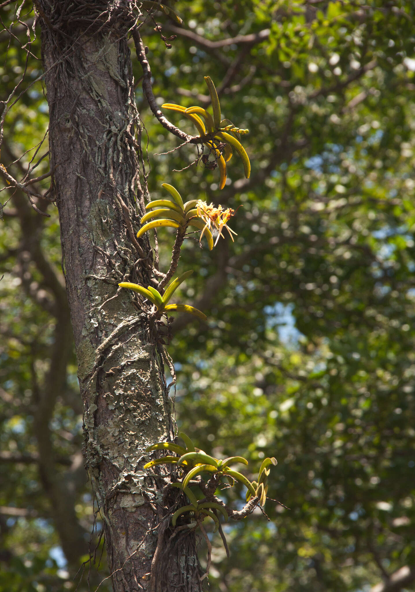 Image of Cyrtorchis praetermissa subsp. praetermissa