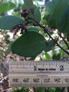 Image of greenleaf manzanita