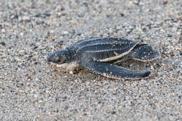 Image of Leatherback sea turtle