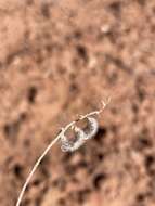 Image of rimrock milkvetch