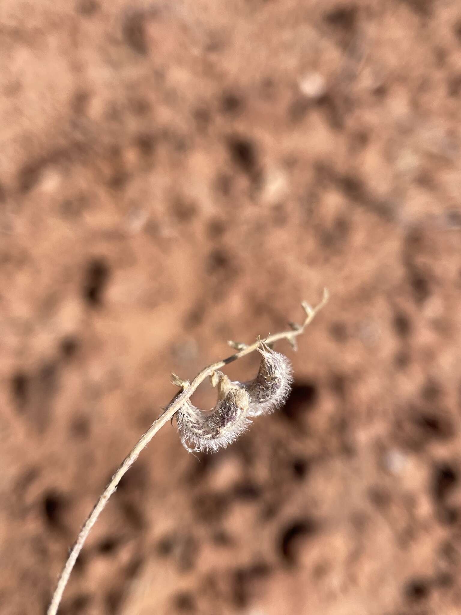 Image of rimrock milkvetch