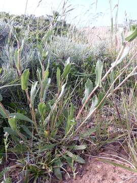 Image of hairy gumweed