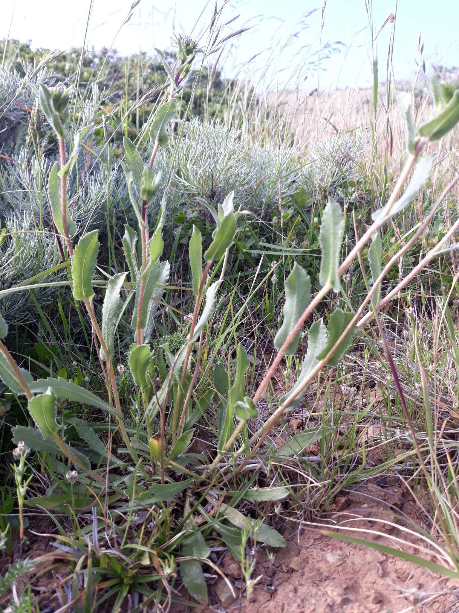 Слика од Grindelia hirsutula Hook. & Arn.