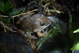 Image of Gyldenstolpe's Frog