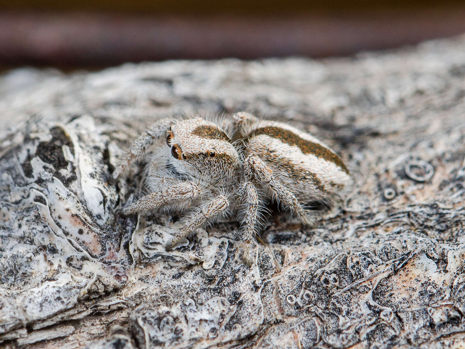 Plancia ëd Pseudomogrus validus (Simon 1889)