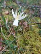 Image de Narcissus triandrus L.