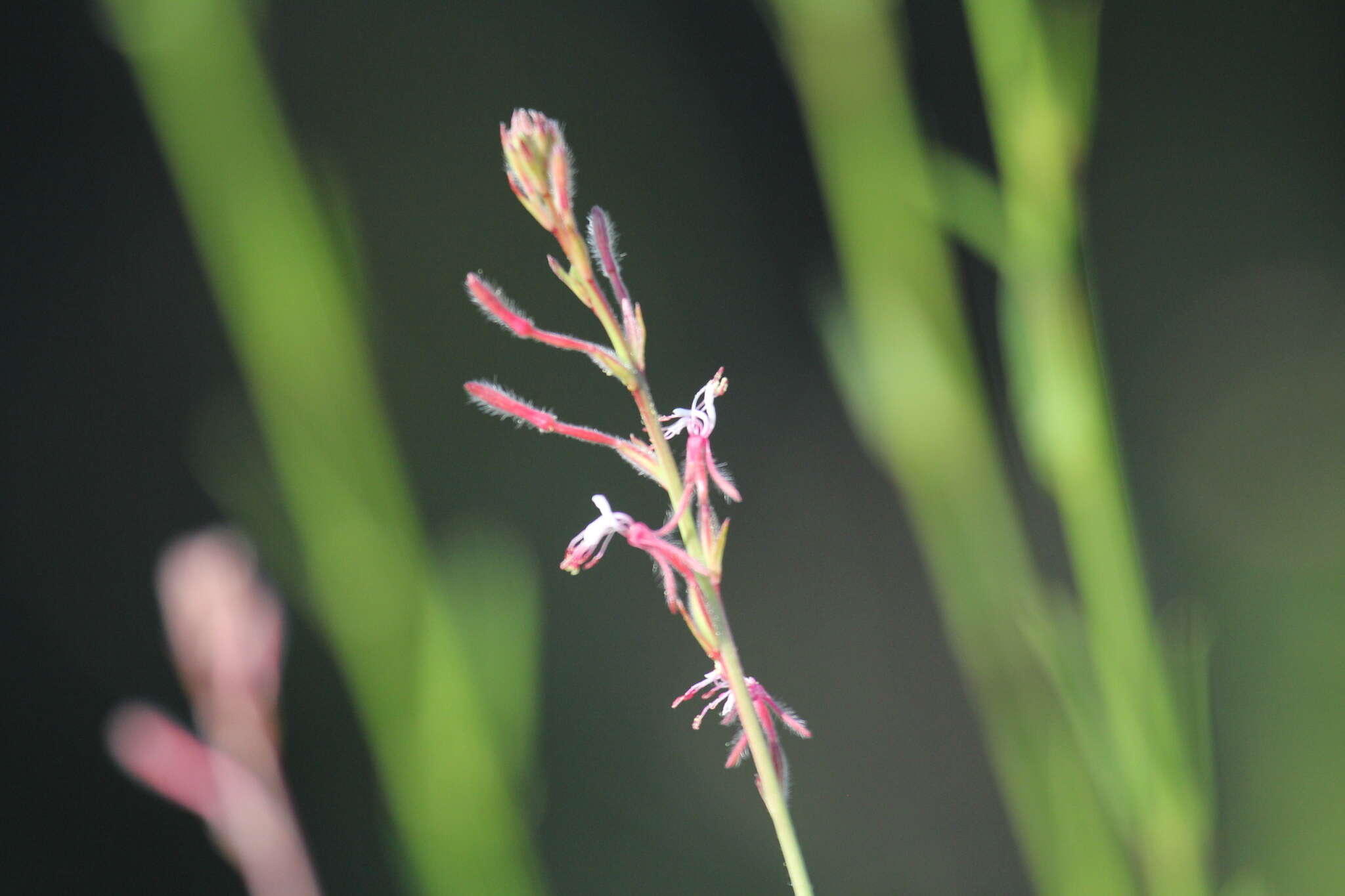 Sivun Oenothera simulans (Small) W. L. Wagner & Hoch kuva