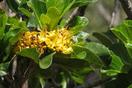 Image de Deplanchea tetraphylla (R. Br.) F. Muell. ex van Steenis