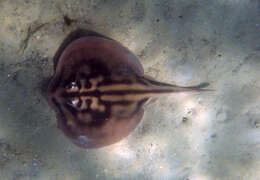 Image of Banded Stingaree