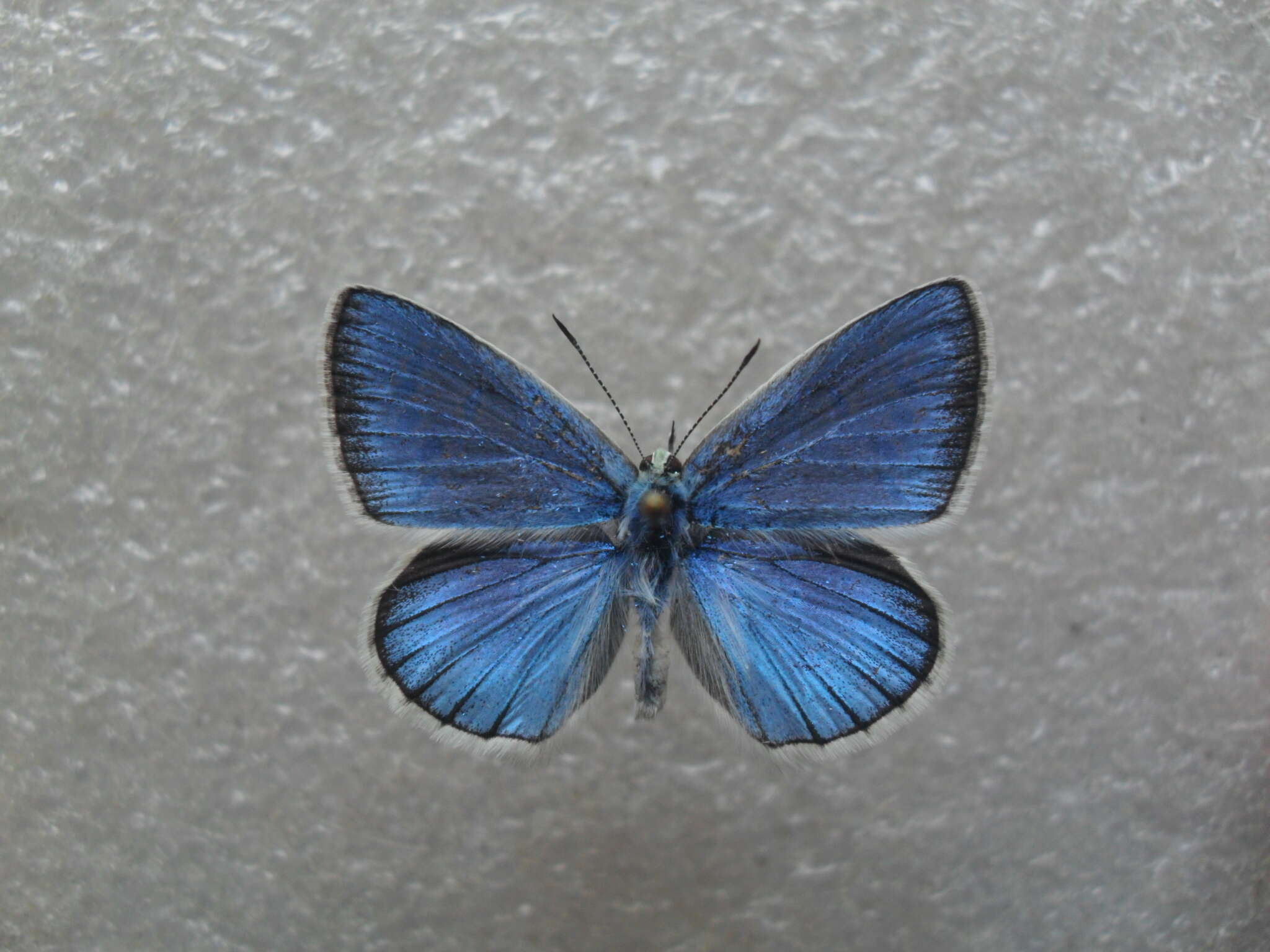 Слика од Polyommatus damone (Eversmann 1841)