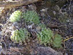 Image of Haworthia herbacea var. herbacea