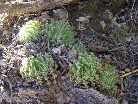 Image of Haworthia herbacea var. herbacea