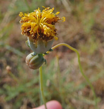 Image of Hopi tea greenthread