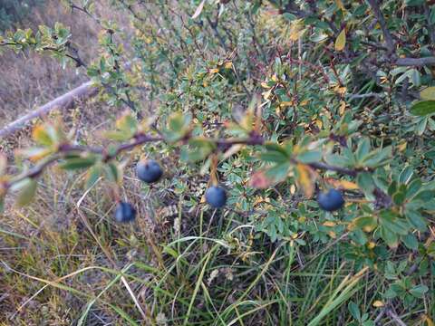 Image of Magellan barberry