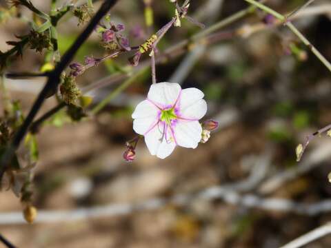 Imagem de Commicarpus brandegei (Standl.) Standl.