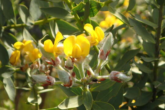 Imagem de <i>Liparia myrtifolia</i>