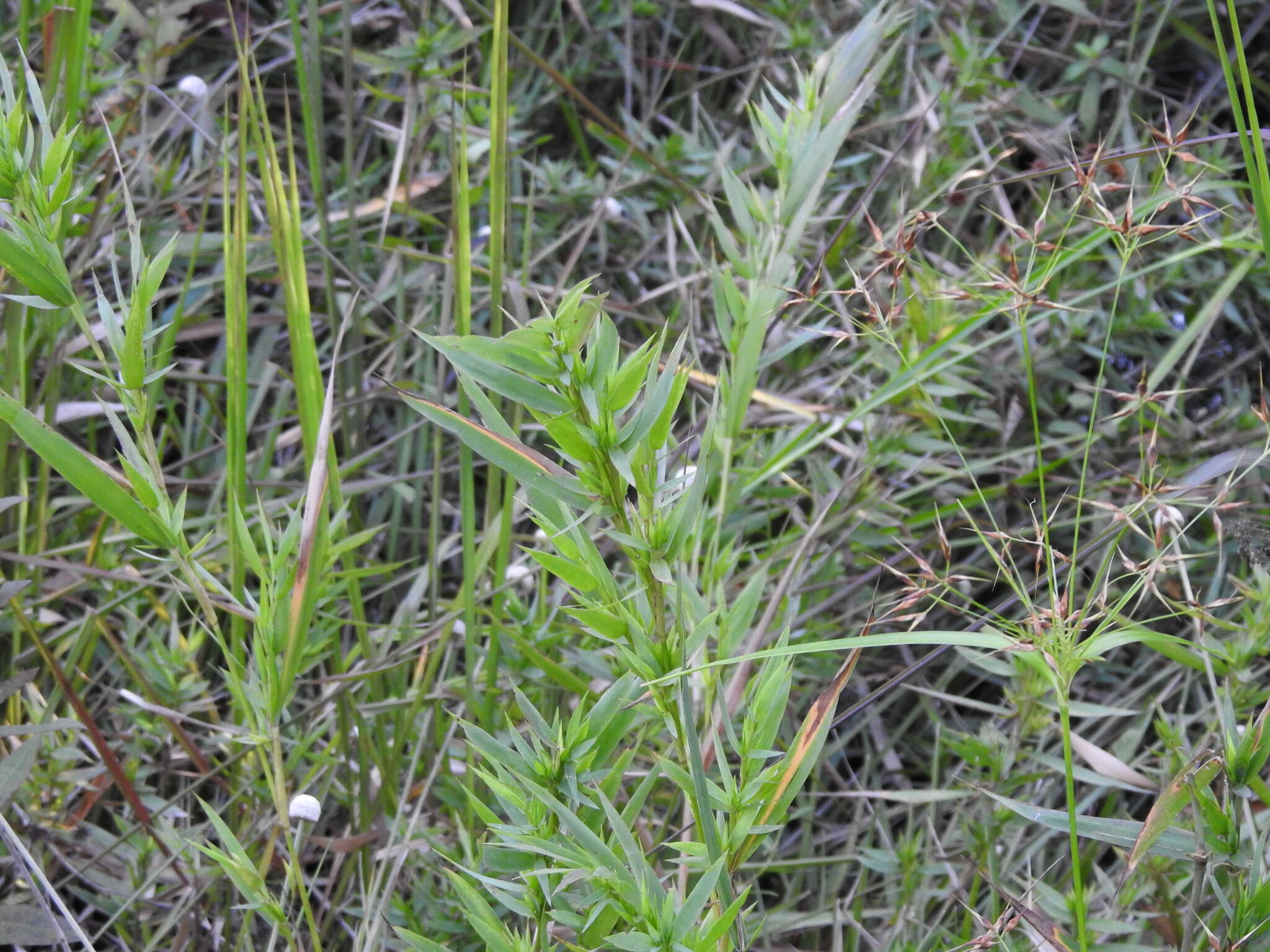 Image of Woolly Rosette Grass