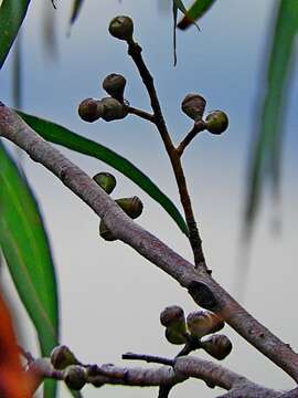 Imagem de Eucalyptus smithii F. Müll. ex R. T. Baker