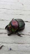 Image of Rainbow Scarab